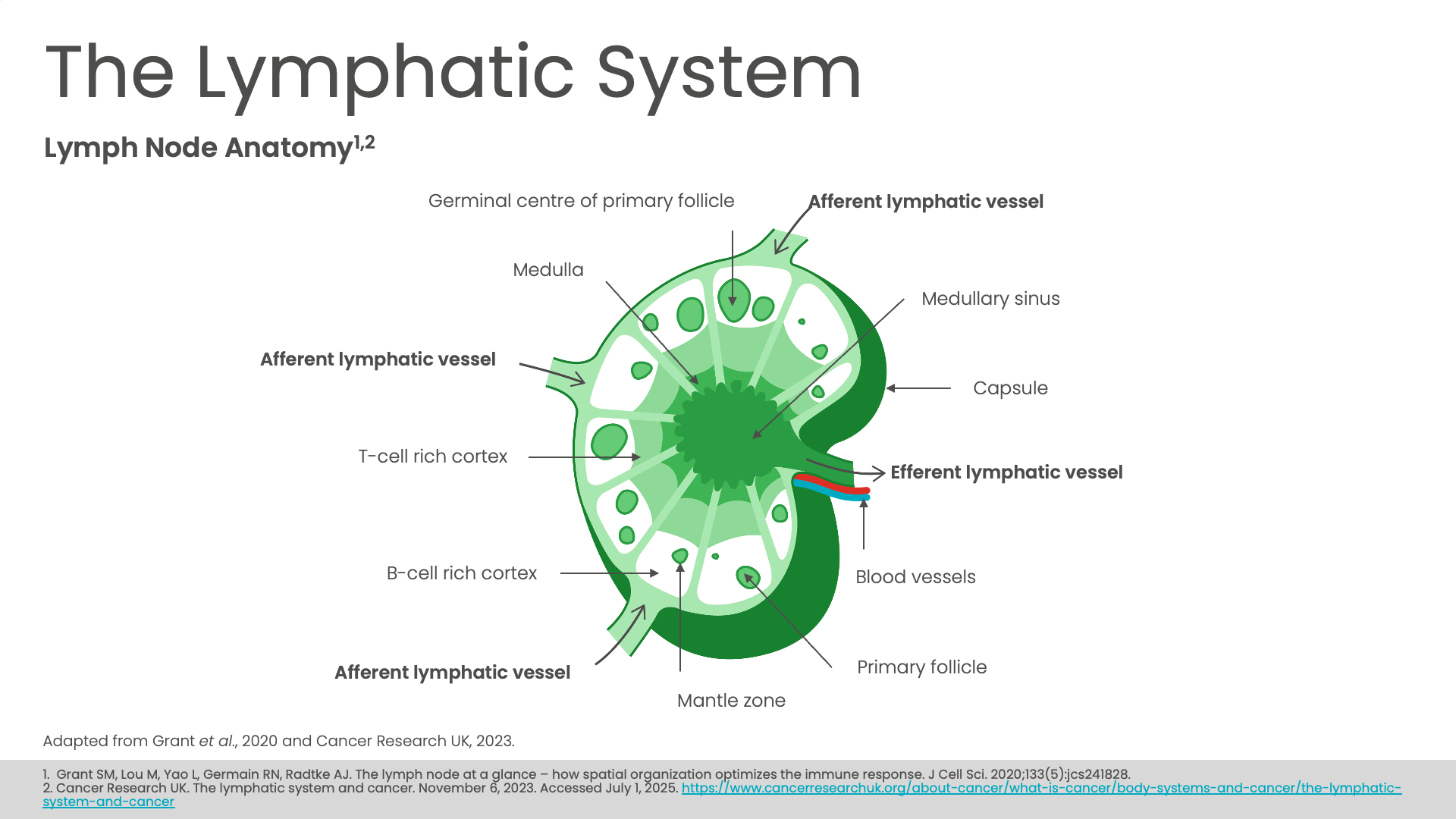 the-lymphatic-system.png