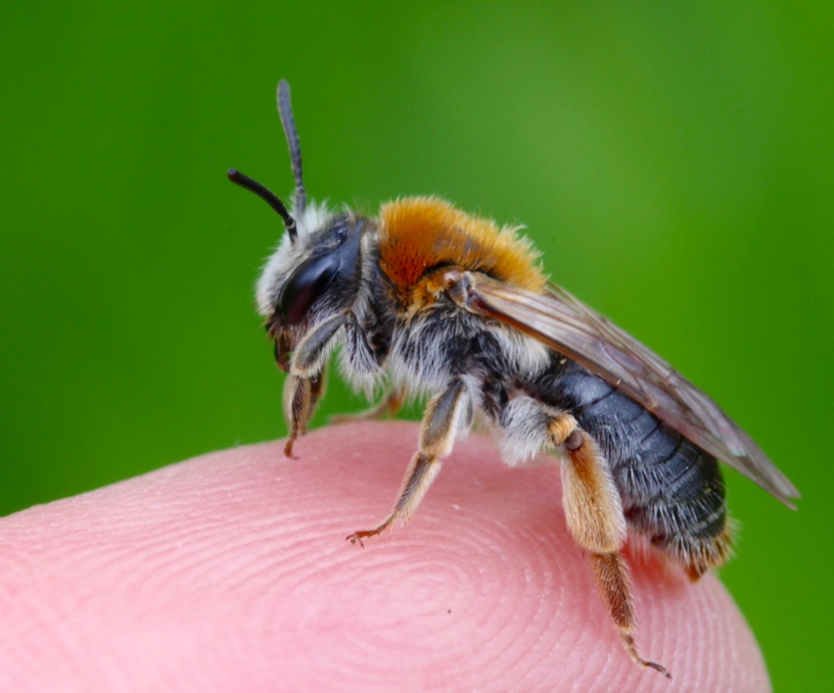 Andrena Haemorrhoa Mining bee Easily identifed by the beautiful rust coloured hairs on the tip of her abdomen. Shared by Brigit Strawbridge on Twitter