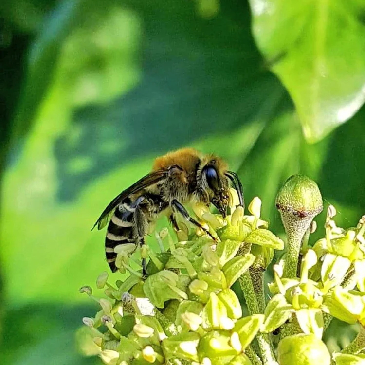 The latest solitary bees you’re likely to spot in the year, you can probably guess where you’re most likely to find the Ivy Bee! Shared by Sophie Cooper on Twitter