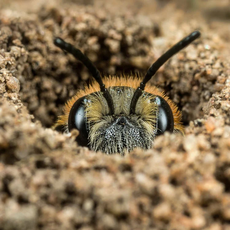A word to the wise - look out for little "volcanos" of loose soil appearing on your garden or lawn; They could be solitary bee nests! Shared by Ed Phillips on Twitter