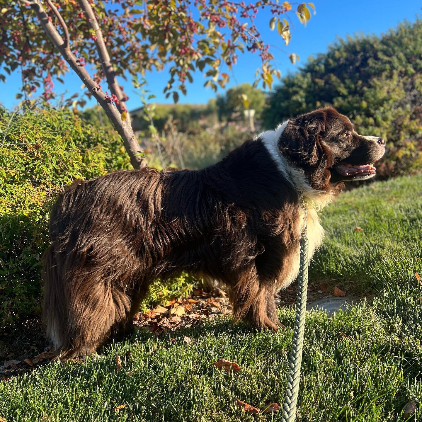 Happy Saturday from my giant fur baby Bouncer! #newfoundland #newfielove #newfiemom #newfiemoments