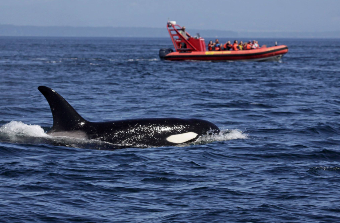 Whale watchers visited by an Orca during a tour