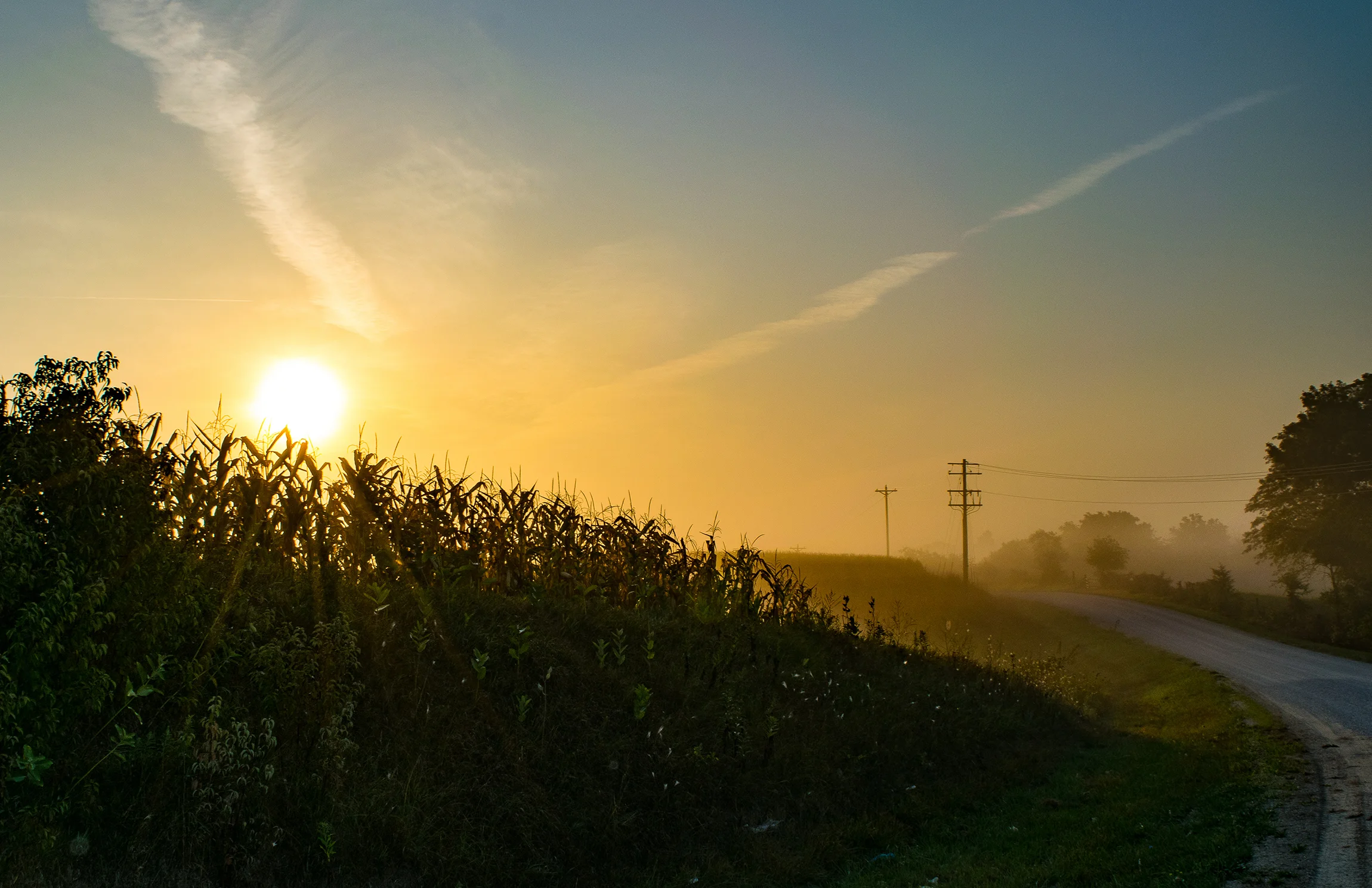 corn field and roadd.jpg