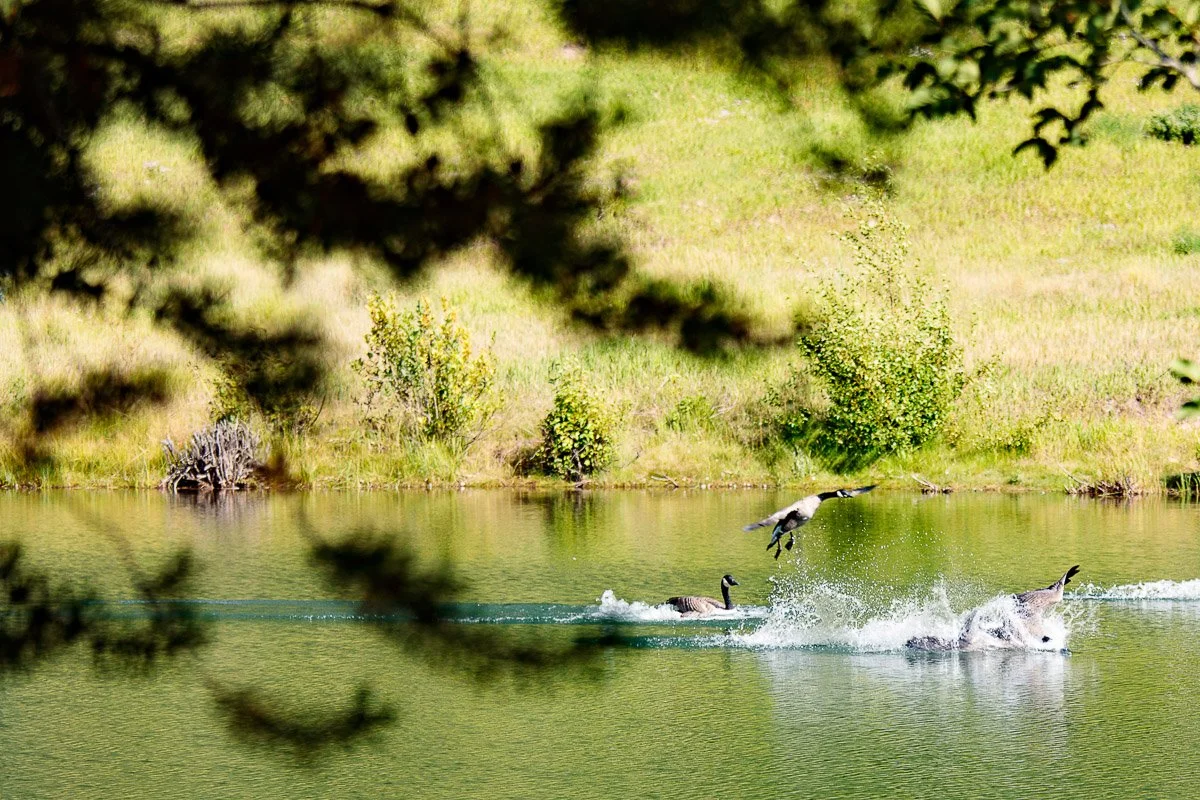 Three geese splash and take flight over a serene pond with a grassy bank. Framed by blurred tree branches, the scene conveys liveliness and movement.