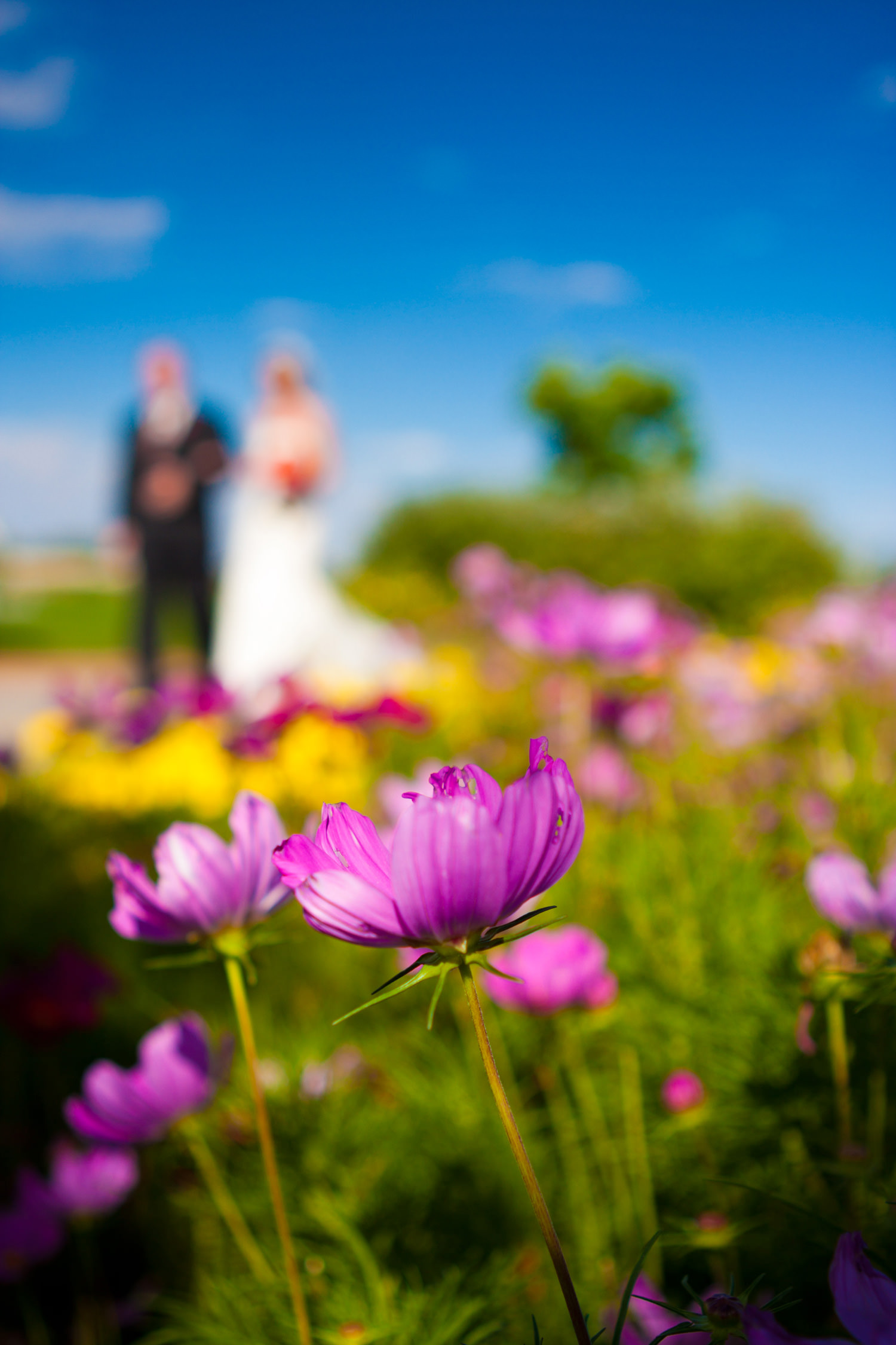 pelican-lakes-weddings-windsor-tomKphoto-097.jpg