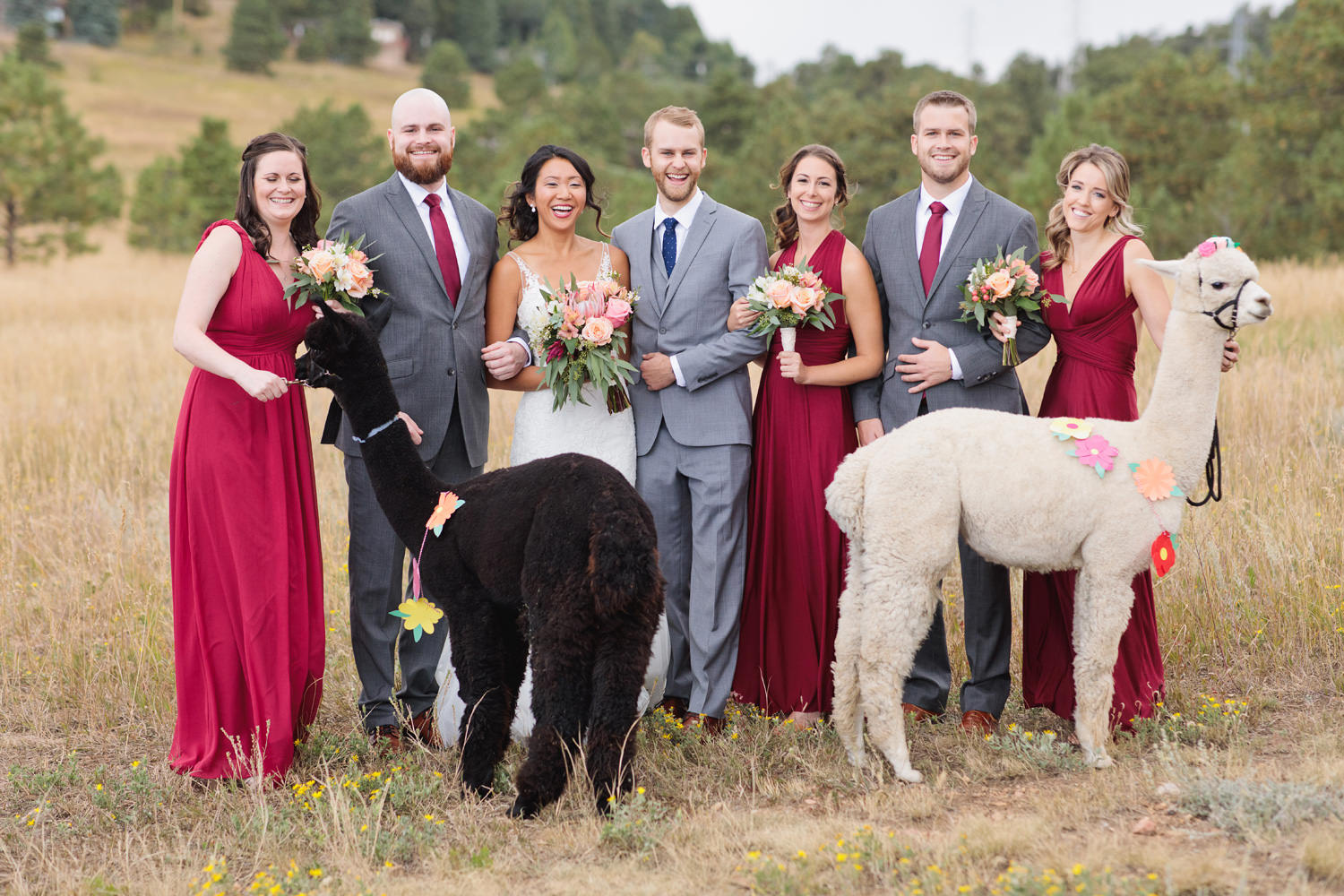 wedding party with llamas at a mount vernon canyon club wedding in colorado (Copy)