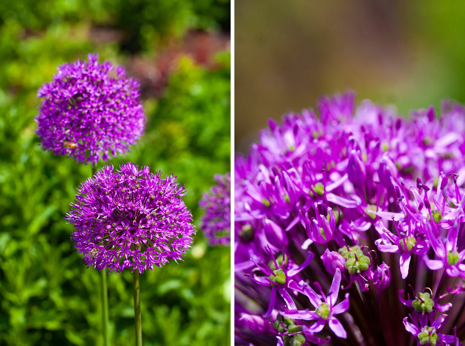 denver-botanic-gardens-wedding-tomKphoto-029.jpg
