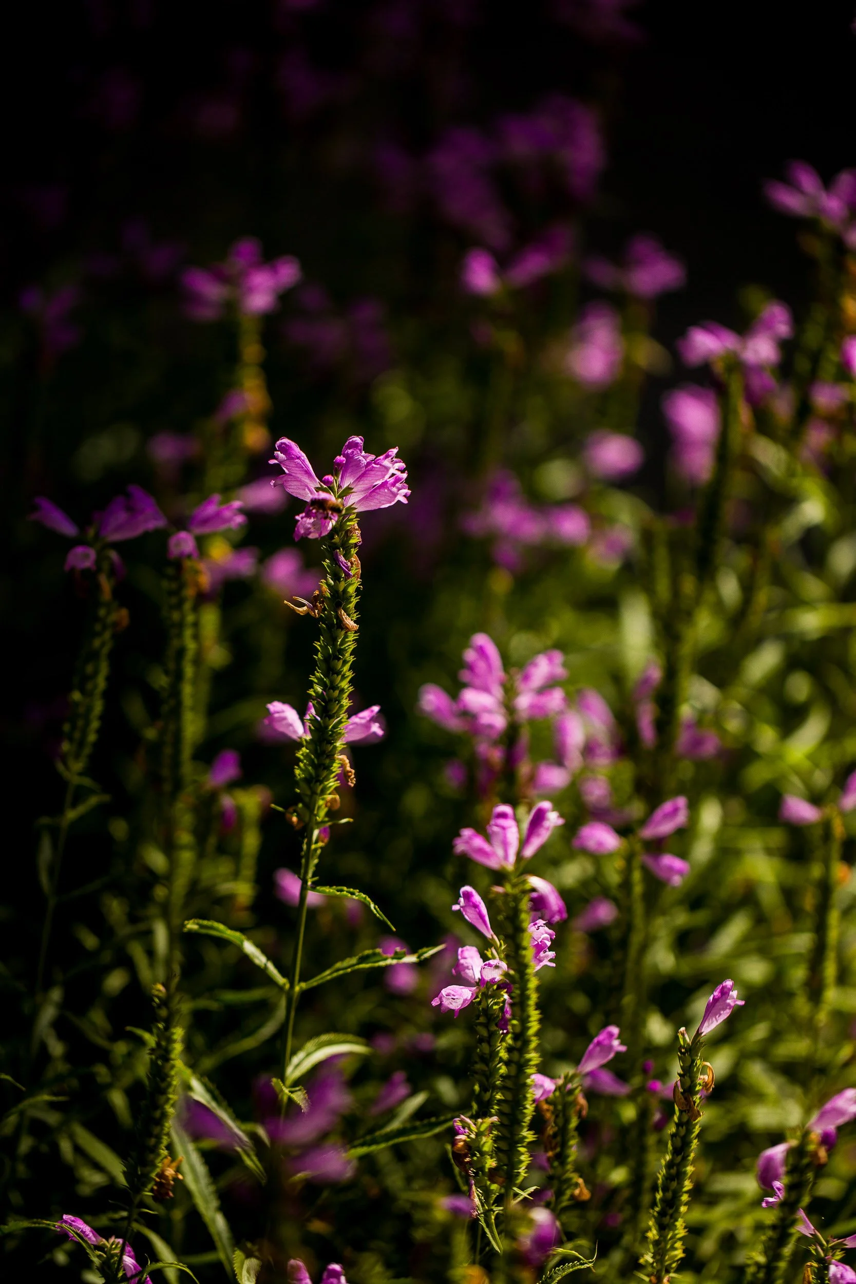 Purple Summer wildflowers in the gardens of Greenbriar Inn in Boulder, Colorado