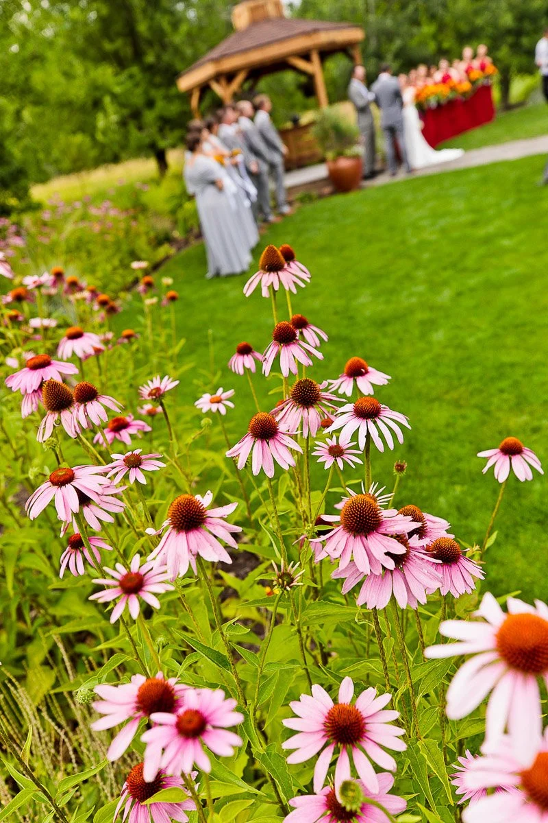 Foreground focus on vibrant pink coneflowers in a lush garden; blurred background shows a wedding ceremony with gray-clad participants, exuding a joyful, serene ambiance.