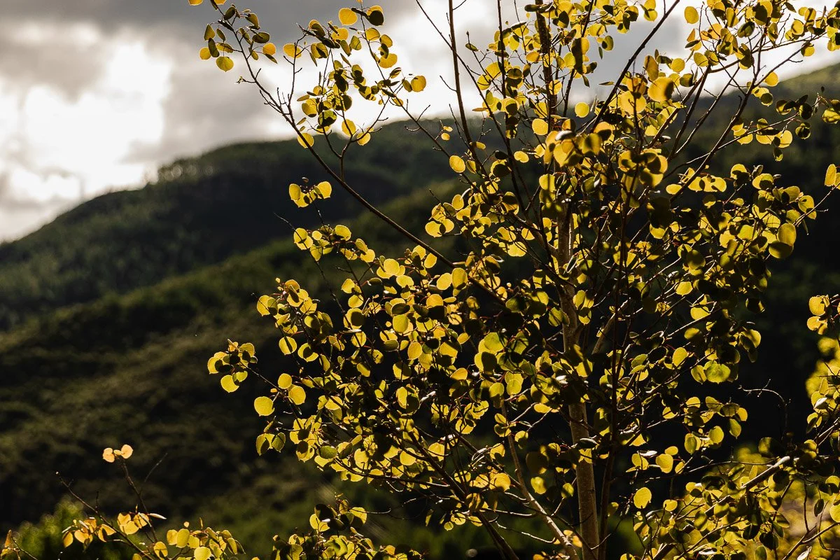 Golden autumn leaves on a tree contrast against a dark, lush mountain backdrop, under a cloudy sky, evoking a sense of serene transition.