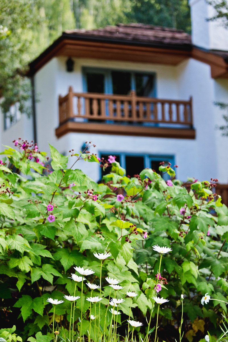 White daisies and pink flowers in lush green foliage, with a rustic house in the background. Warm, serene atmosphere of a garden in bloom.