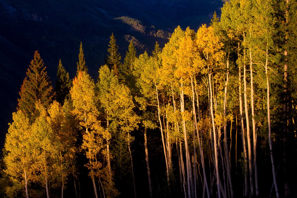 Sunlight bathes a grove of aspens in warm golden hues against a backdrop of shadowed mountains. The mood is serene and autumnal.