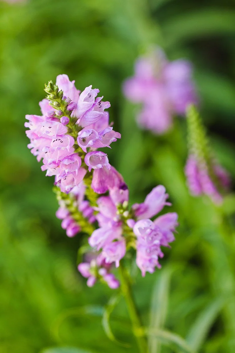Close-up of pink flowers with bell-shaped blooms on a green stem, set against a blurred green background. The mood is vibrant and serene.