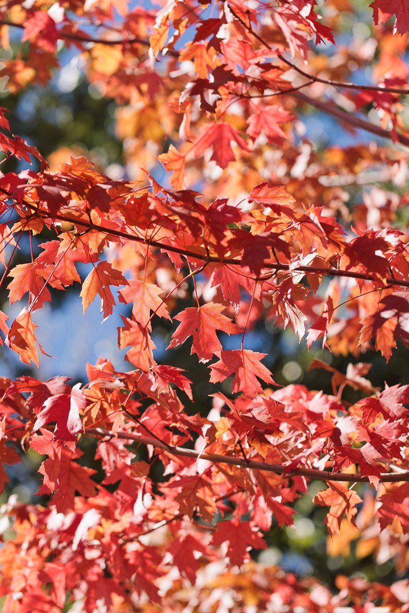 Autumn leaves on a tree branch display vibrant shades of red and orange against a clear blue sky, creating a warm, serene fall atmosphere.