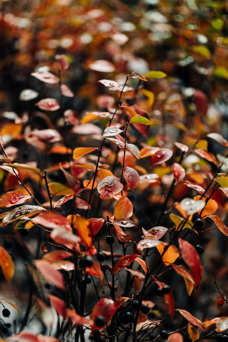 Close-up of vibrant red and orange autumn leaves on thin branches, covered in raindrops, with a soft-focus background, evoking a peaceful, serene mood.