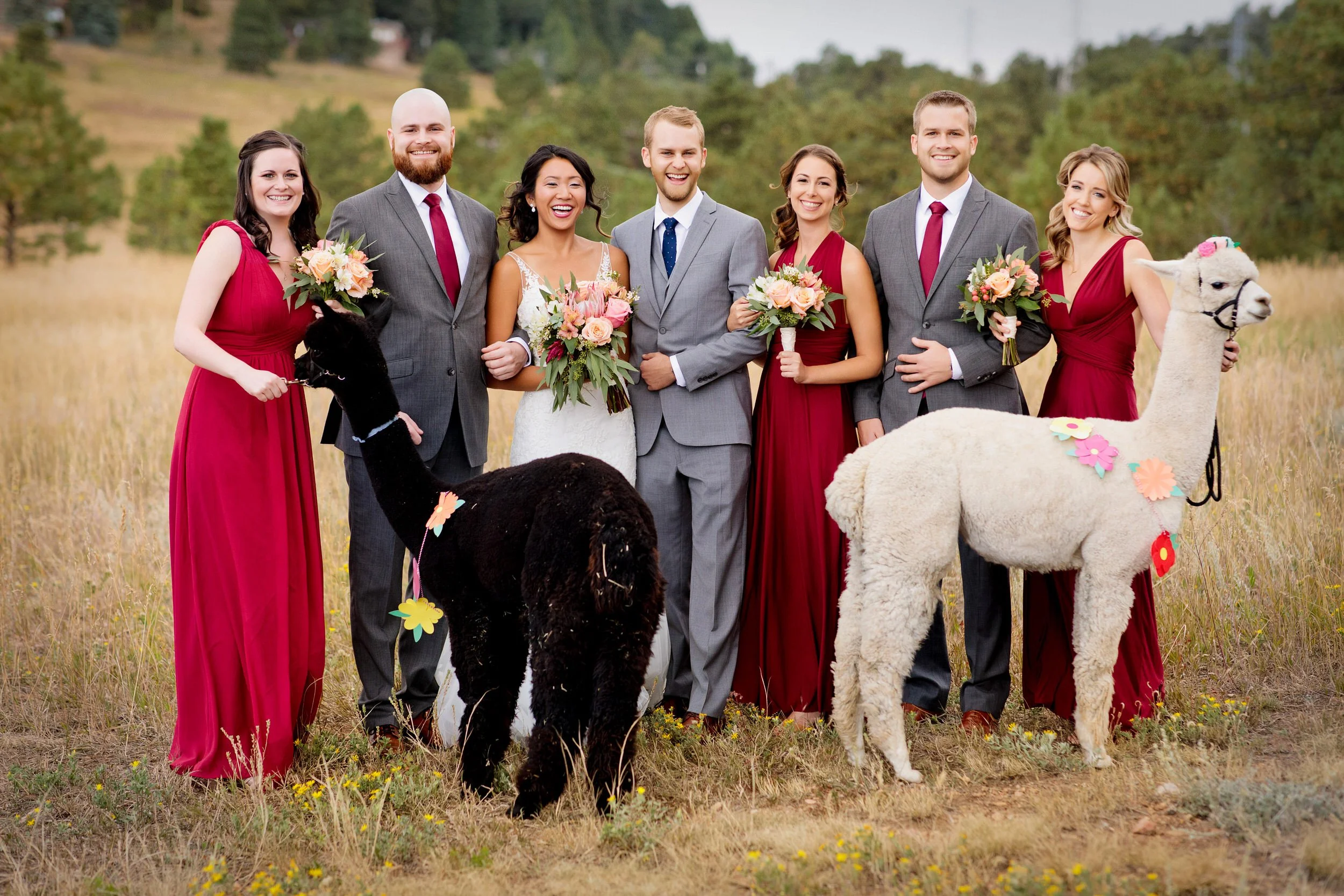 Wedding party feeds llamas in a field during a Mountain Vernon Canyon Club wedding in Golden, Colorado