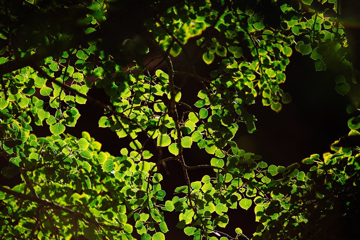 Sunlight filters through a canopy of lush green leaves, casting a warm glow and creating a serene, vibrant forest atmosphere.