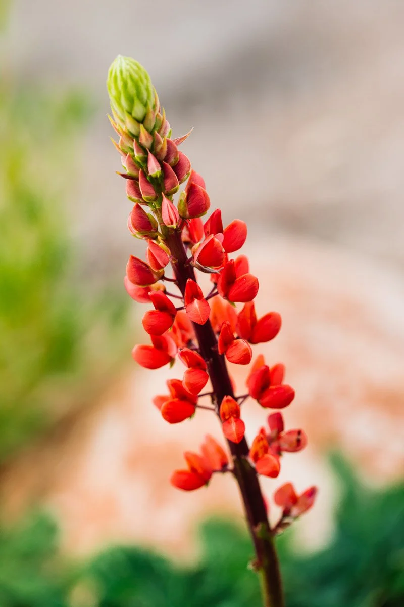 Close-up of a vibrant, red lupine flower spike with tightly clustered blossoms and a green tip. Soft-focus background of green foliage and earth tones.
