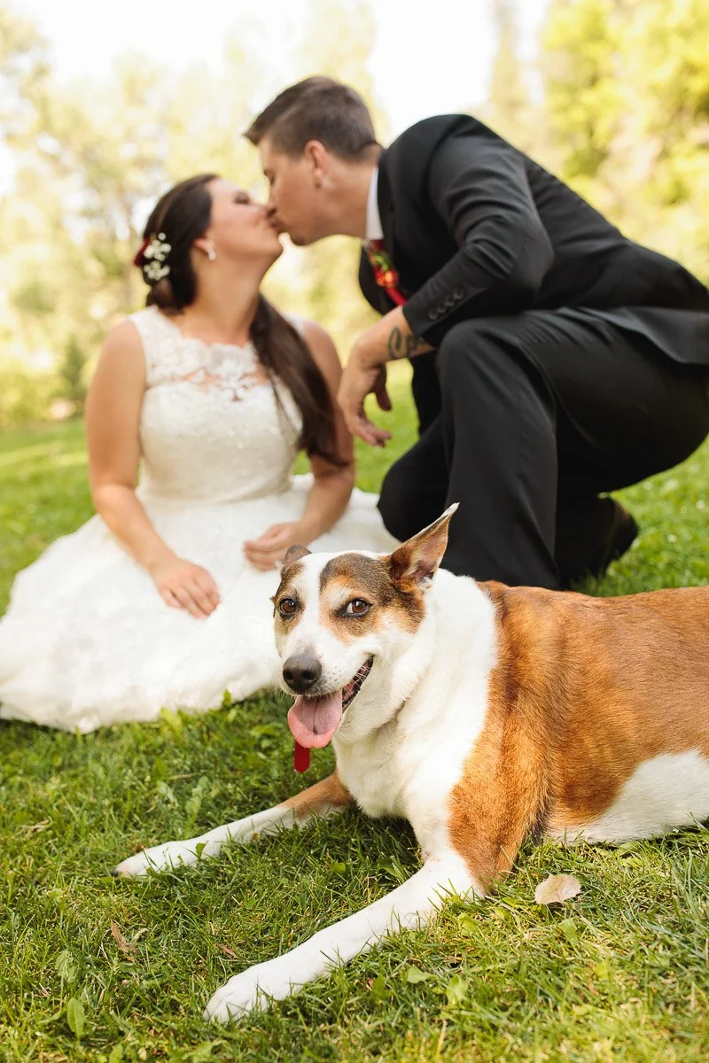 A bride in a white dress and groom in a black suit kiss while kneeling on grass. A happy dog with a pink tongue lies in the foreground.