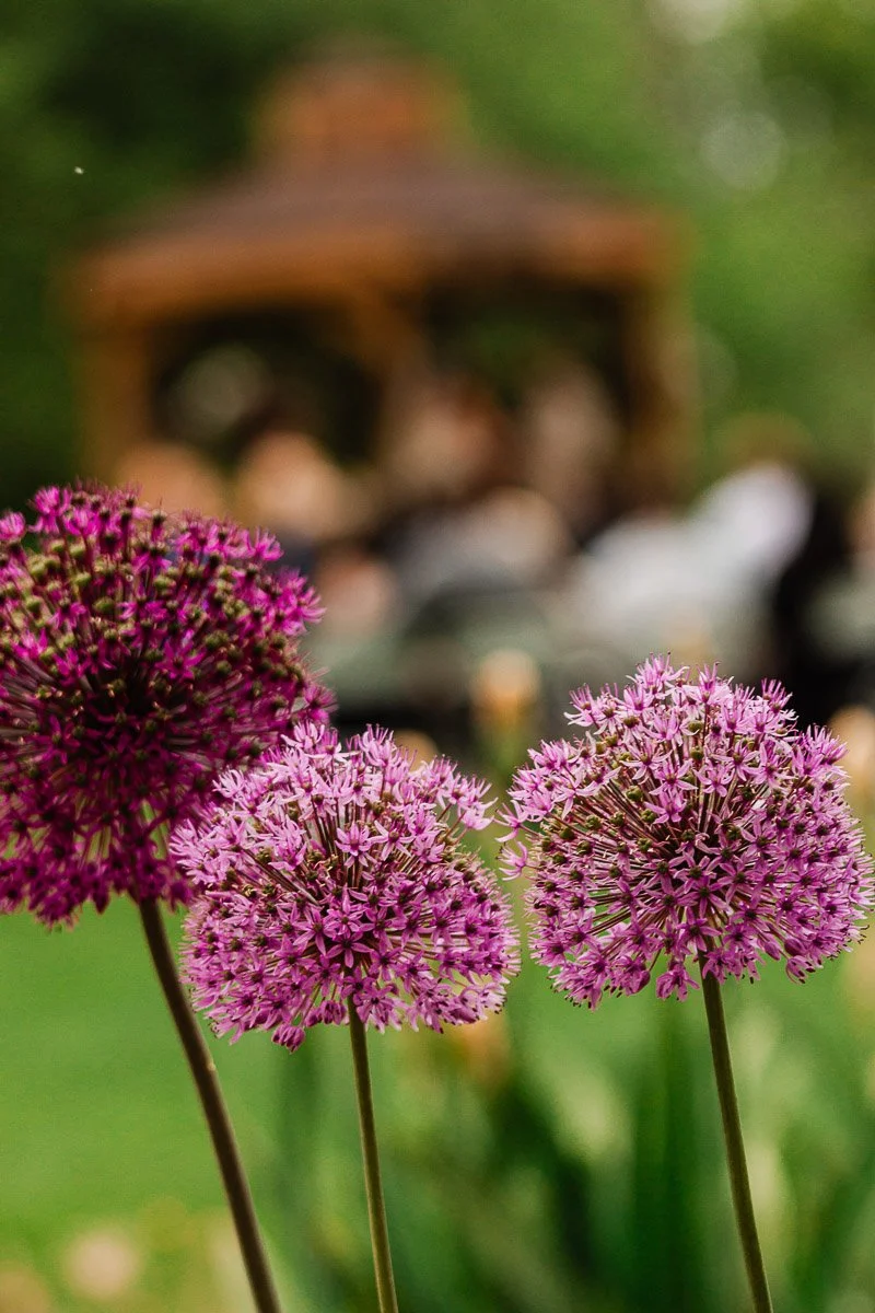 Close-up of purple allium flowers in focus against a blurred background of a wooden gazebo and people, conveying a peaceful, natural setting.