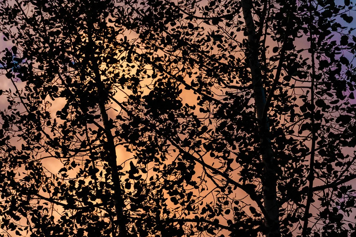 Silhouette of tree branches with dense foliage against a vibrant sunset sky, featuring hues of orange and purple, creating a serene, dramatic scene.