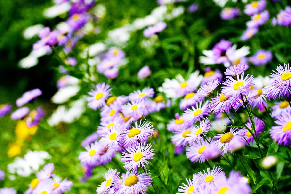 A vibrant garden with purple and white daisies in full bloom, showcasing bright yellow centers. The greenery adds a lively, fresh atmosphere.