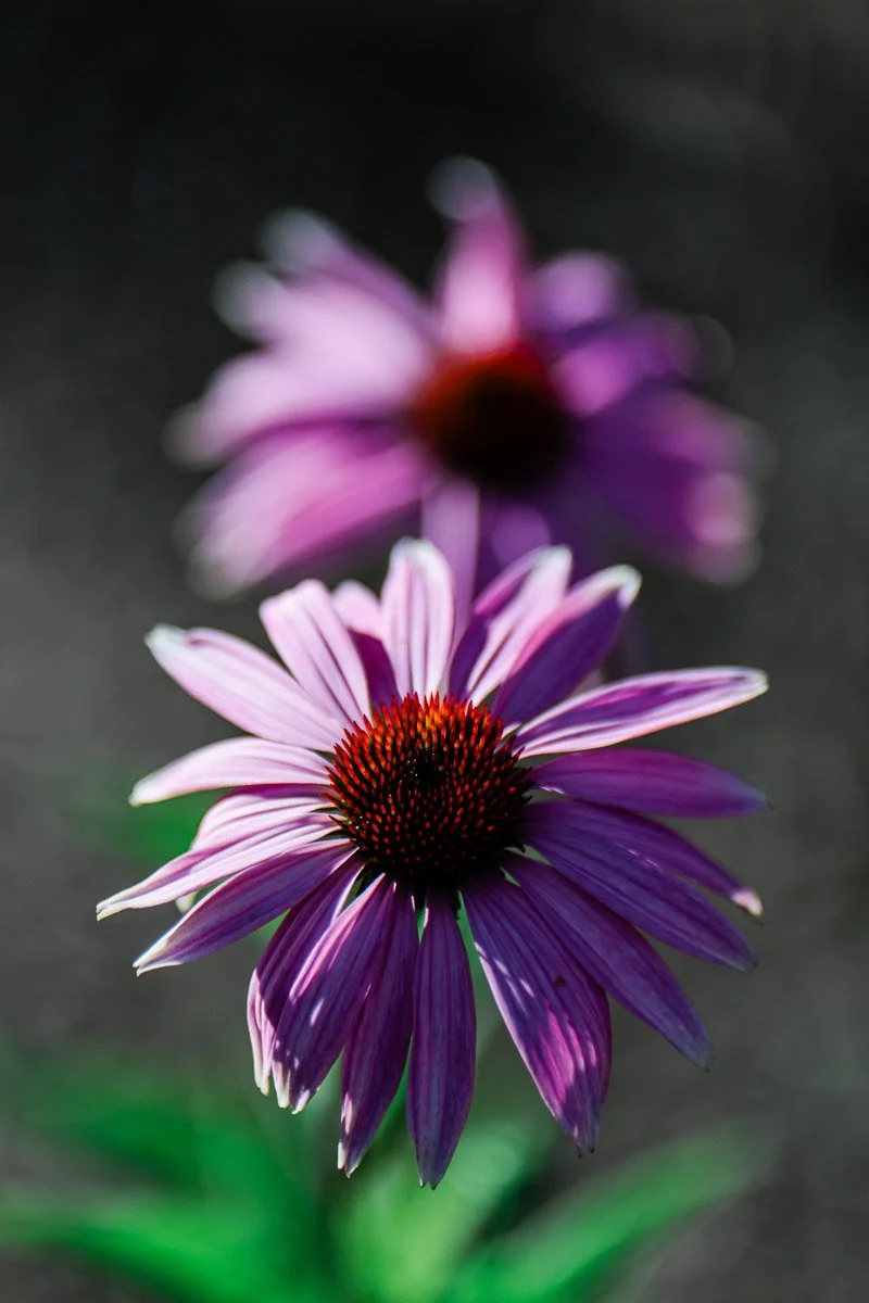 Close-up of two purple coneflowers with prominent orange centers, the front flower in focus, and the second blurred, set against a soft, dark background.