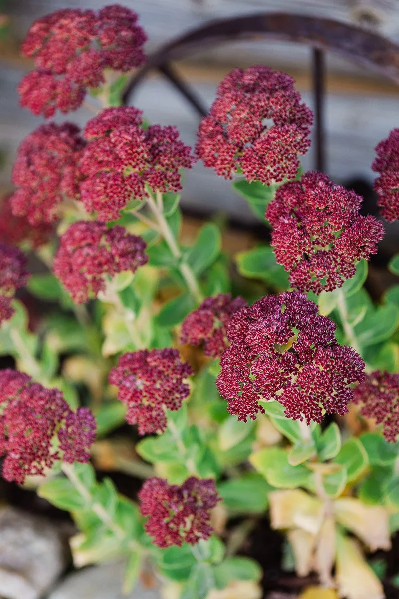Sedum plant with clusters of deep red flowers and green leaves, set against a blurred wooden background, creating a serene, autumnal feel.