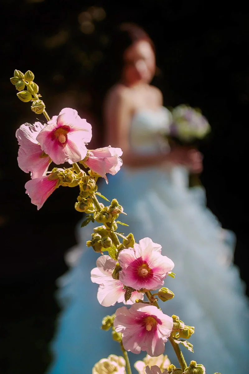 A close-up of pink hollyhock flowers in focus, set against a blurred background of a bride in a white dress holding a bouquet, conveying a serene, romantic mood.