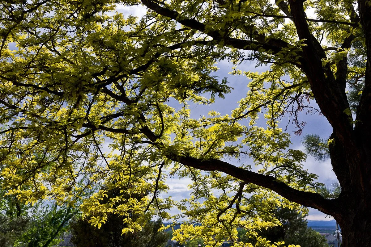 A large tree with dark branches and vibrant yellow-green leaves fills the image, set against a cloudy sky, creating a serene, natural scene.