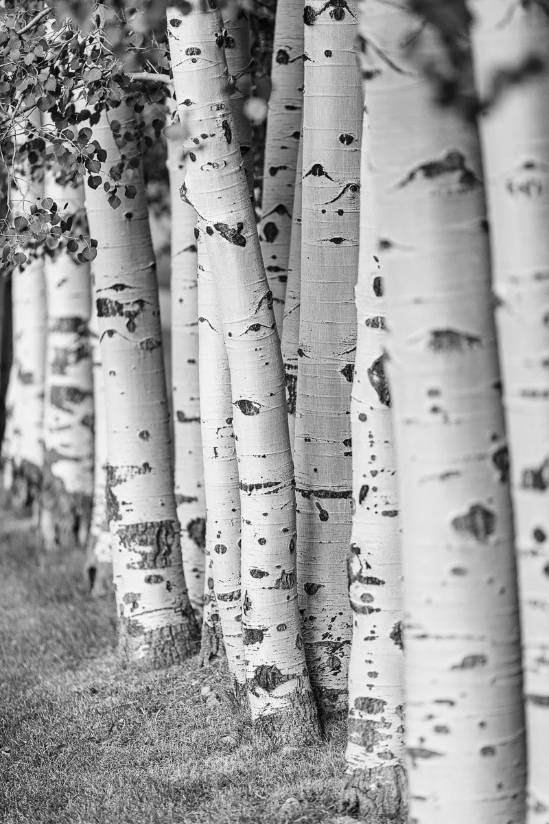 Black and white image of a tranquil forest with a row of slender aspen trees featuring smooth, light trunks and dark knots, set against a grassy ground.