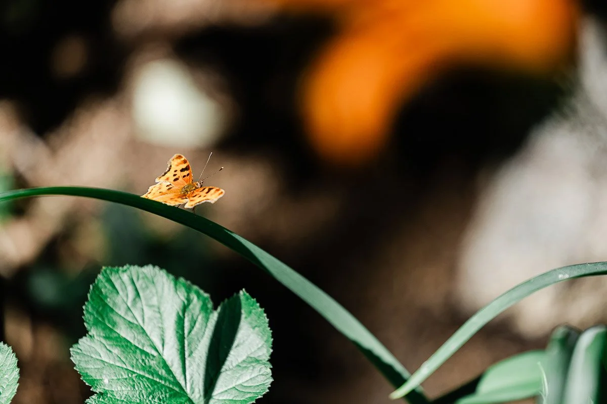 Orange butterfly perched on a curved green blade of grass, with blurred green leaves and an orange background, conveying a sense of calm and natural beauty.