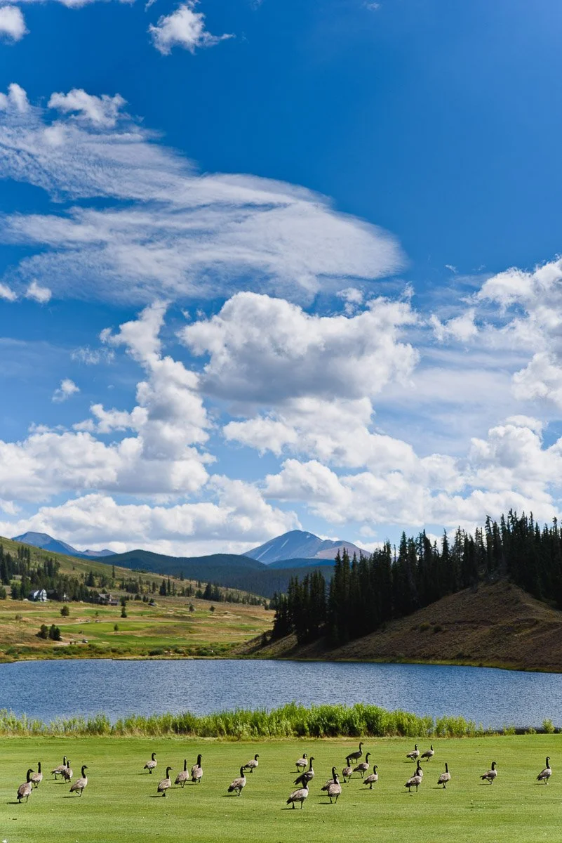 A serene landscape with a flock of geese on a lush green field, a tranquil lake, distant hills, and a sky filled with fluffy clouds under a vibrant blue sky.