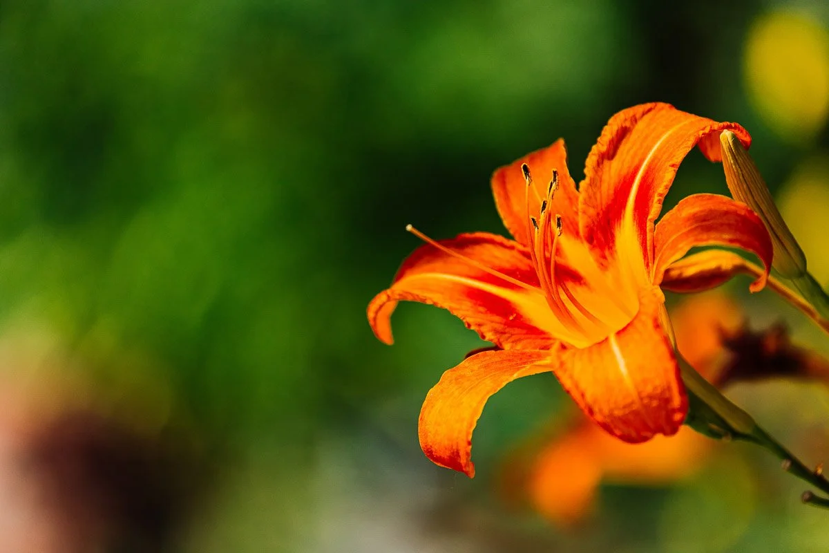 Bright orange lily in focus against a blurred green background. The petals are vibrant and open, conveying a lively, cheerful mood.