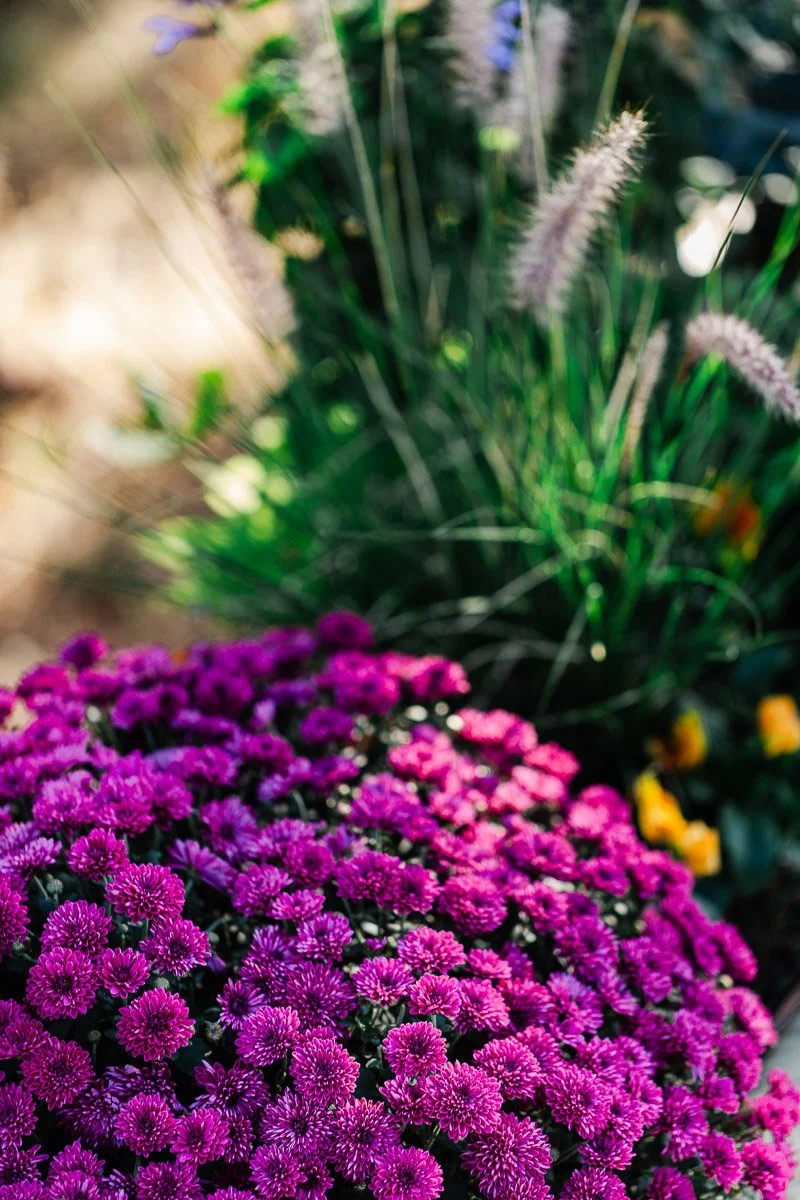 A vibrant cluster of purple flowers in the foreground, with soft-focus green foliage and tall grasses in the background, creating a serene garden scene.
