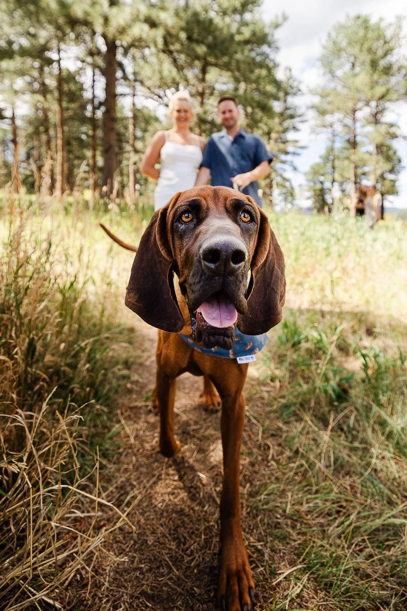 A happy brown dog with droopy ears walks on a forest path, tongue out. Behind, two people stand smiling in a sunlit, tree-filled background.
