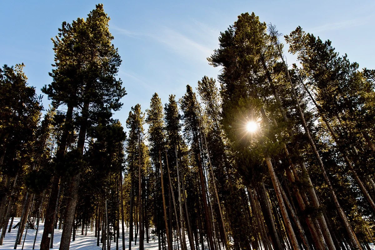 Tall pine trees with scattered patches of snow beneath them, set against a clear blue sky. Sunlight peeks through the branches, creating a serene atmosphere.