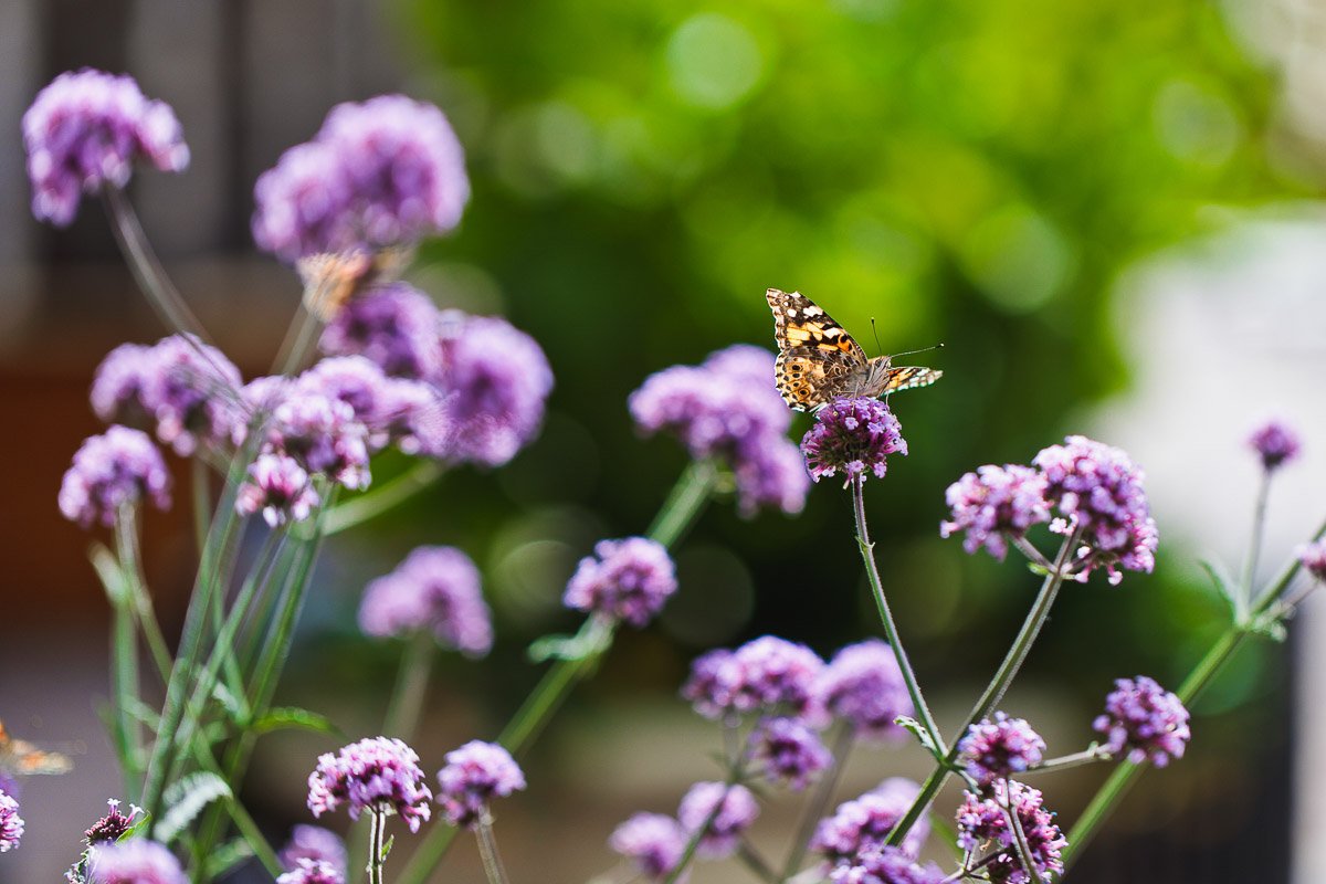 A butterfly with patterned orange wings perches on a cluster of vibrant purple flowers against a blurred, lush green background, conveying tranquility.