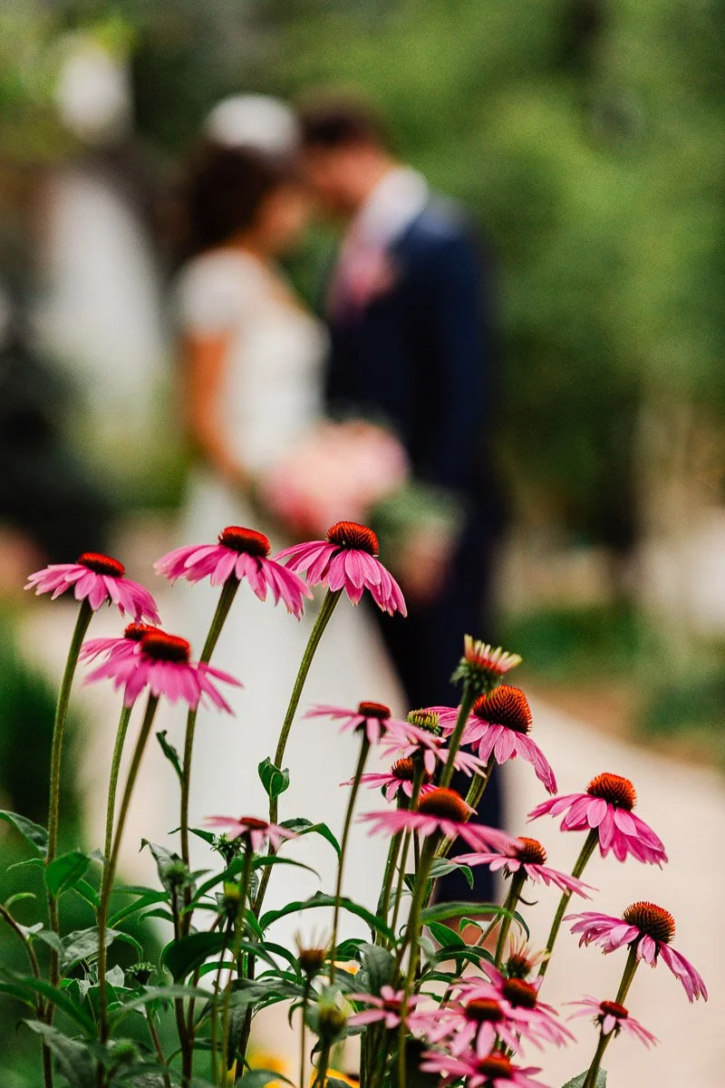 Pink coneflowers in sharp focus, with a blurred background of a bride and groom embracing. The scene conveys romance and natural beauty.