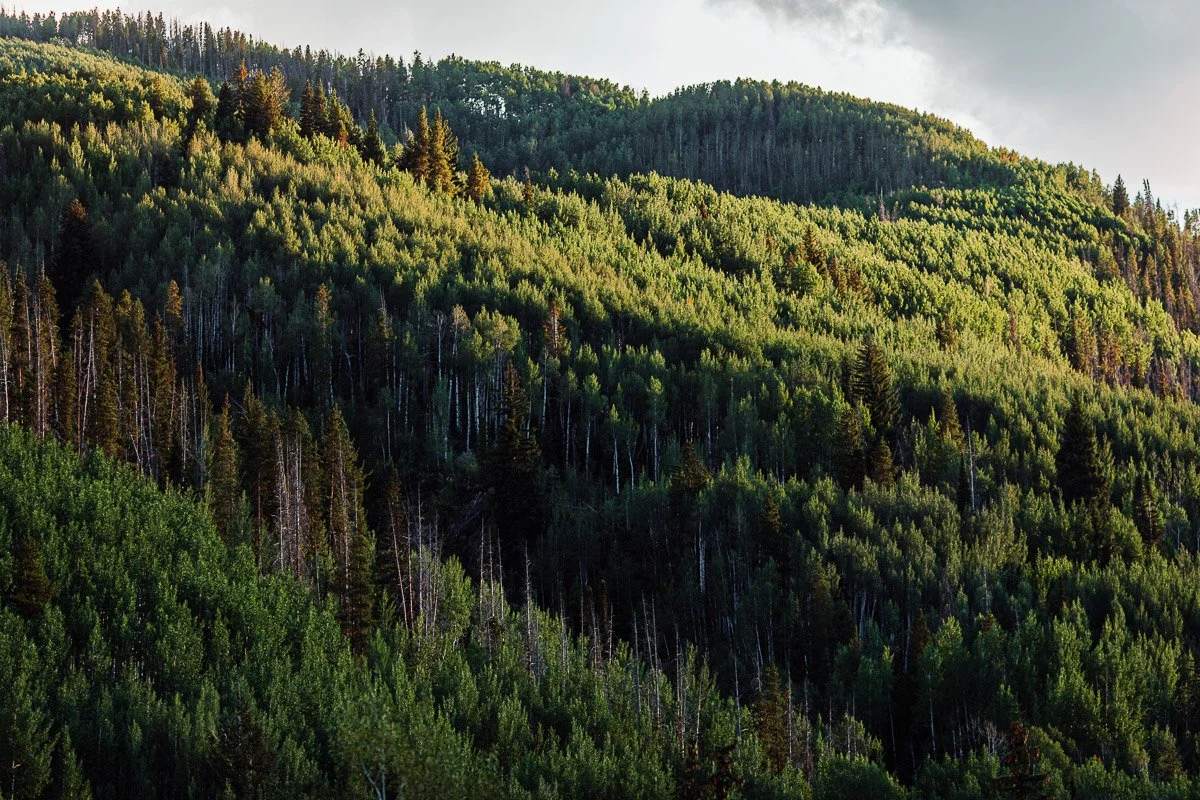 Lush green forest covering a hillside in soft evening light, with a mix of dense trees and scattered evergreens, conveying a serene and peaceful mood.
