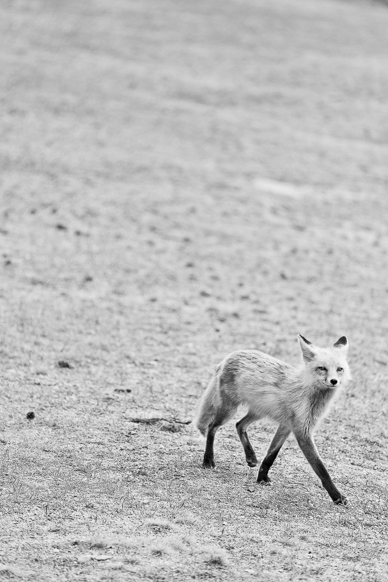 Black and white image of a lone fox walking on a barren, textured landscape. The fox's gaze is directed forward, conveying alertness and grace.