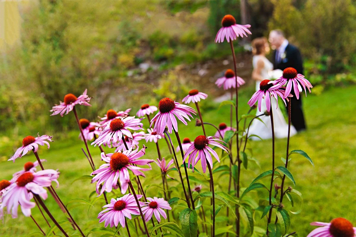 lose-up of pink coneflowers in focus with a blurred background showing a bride and groom standing together on the grassy lawn of a Sonnenalp hotel wedding.