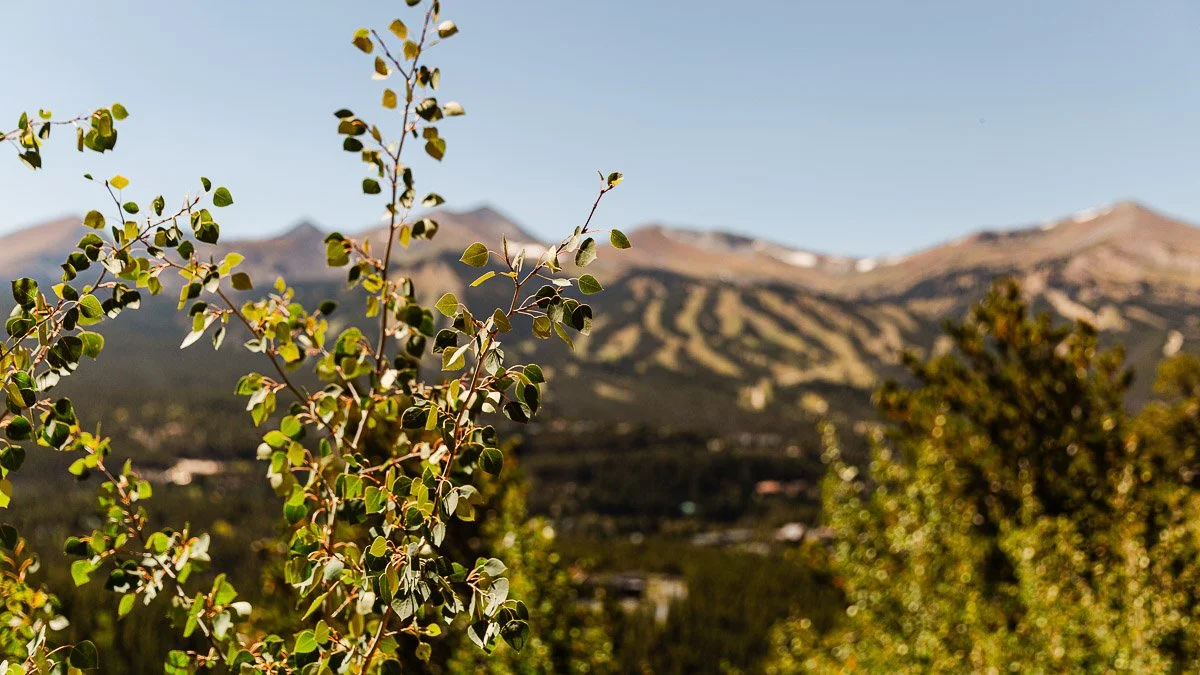 Leafy branches in the foreground with a scenic view of distant mountains under a clear blue sky. The image conveys a tranquil, natural setting.