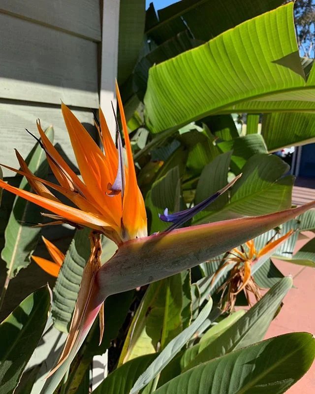 Bird of paradise #yoga#sandiego#yogaeveryday#yogainnature#nature