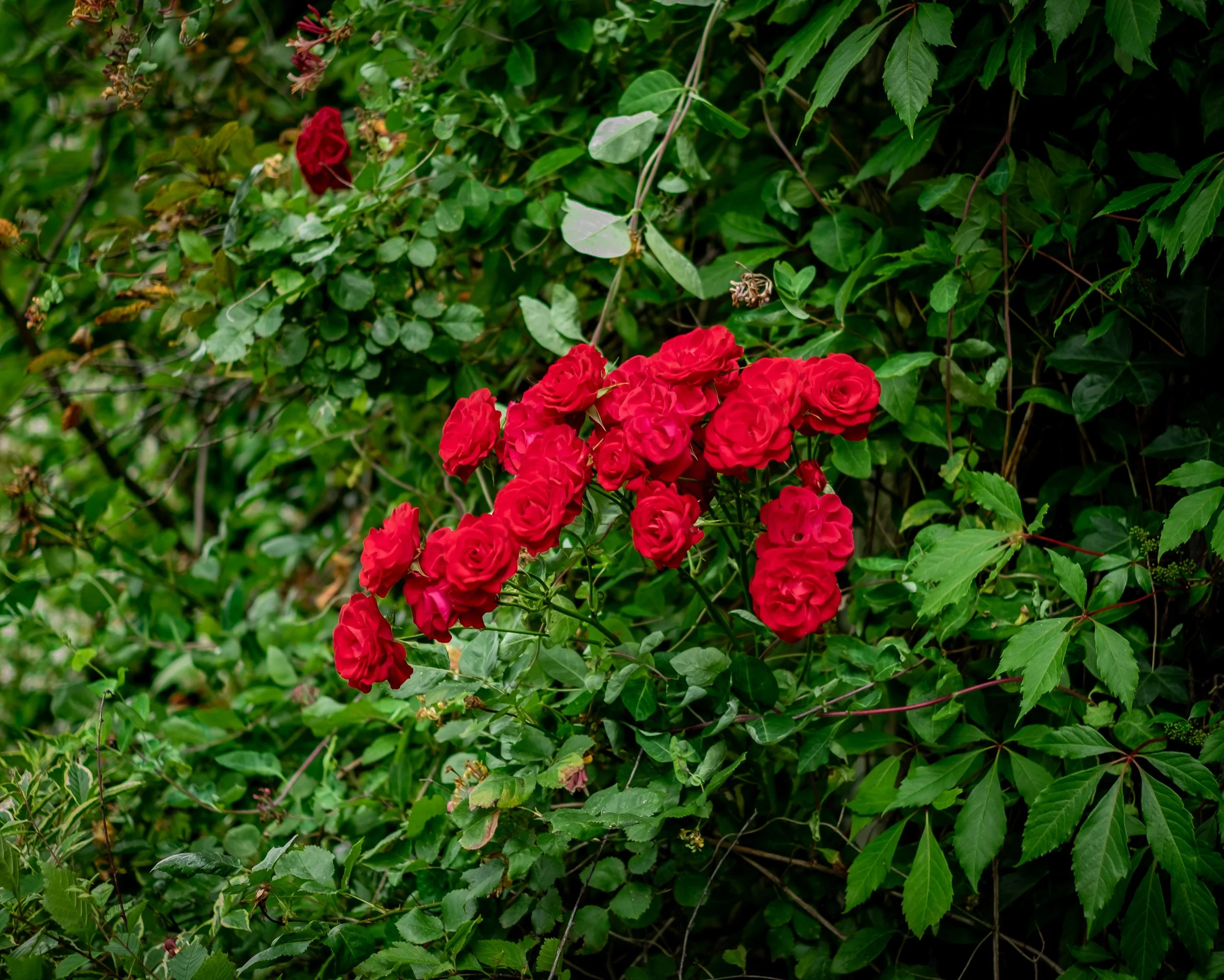 XT1G5793.jpg