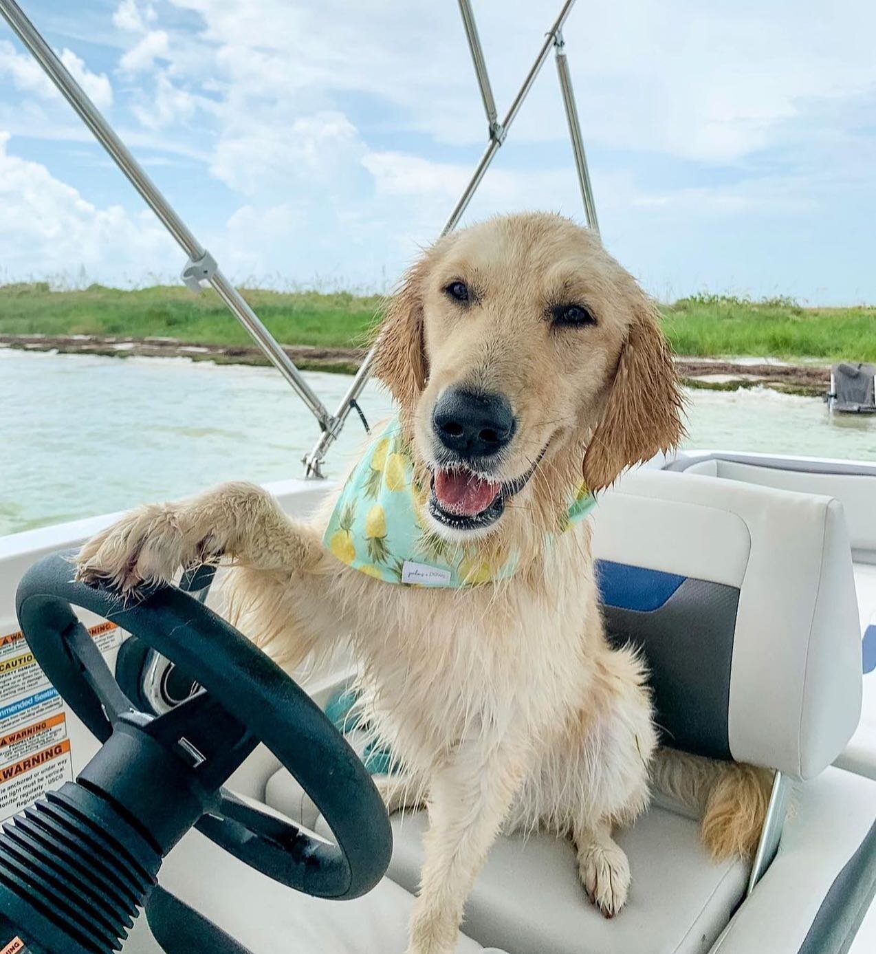 Everyday is boat day in the summer 🐶 🚤 🌞