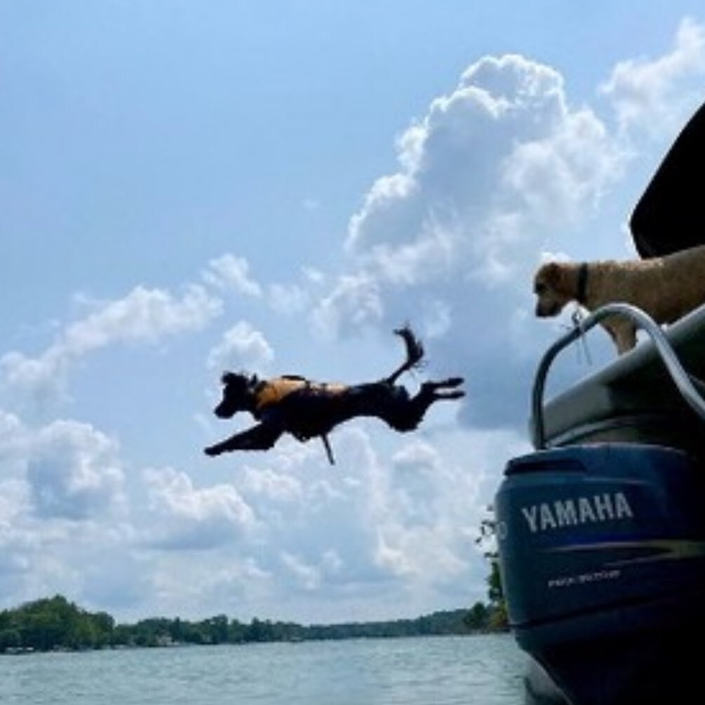 Pontoon pups making a splash 💦 @godfreypontoonboats