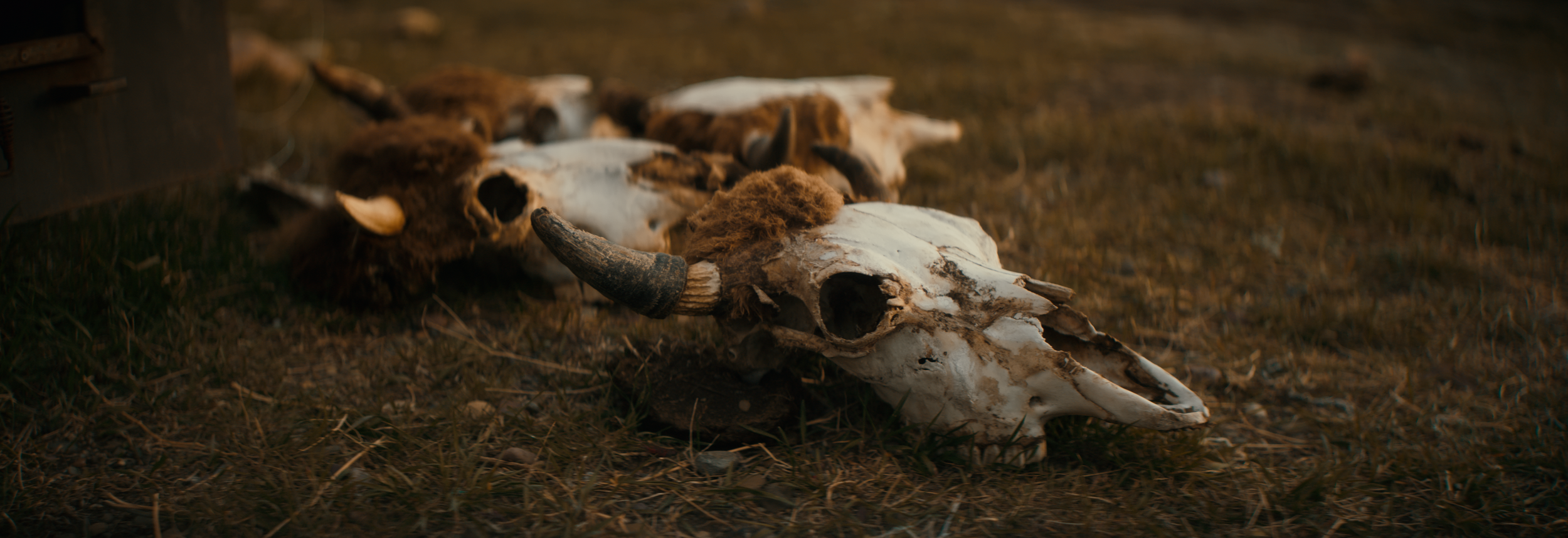 BUFFALO STILLS 10.png