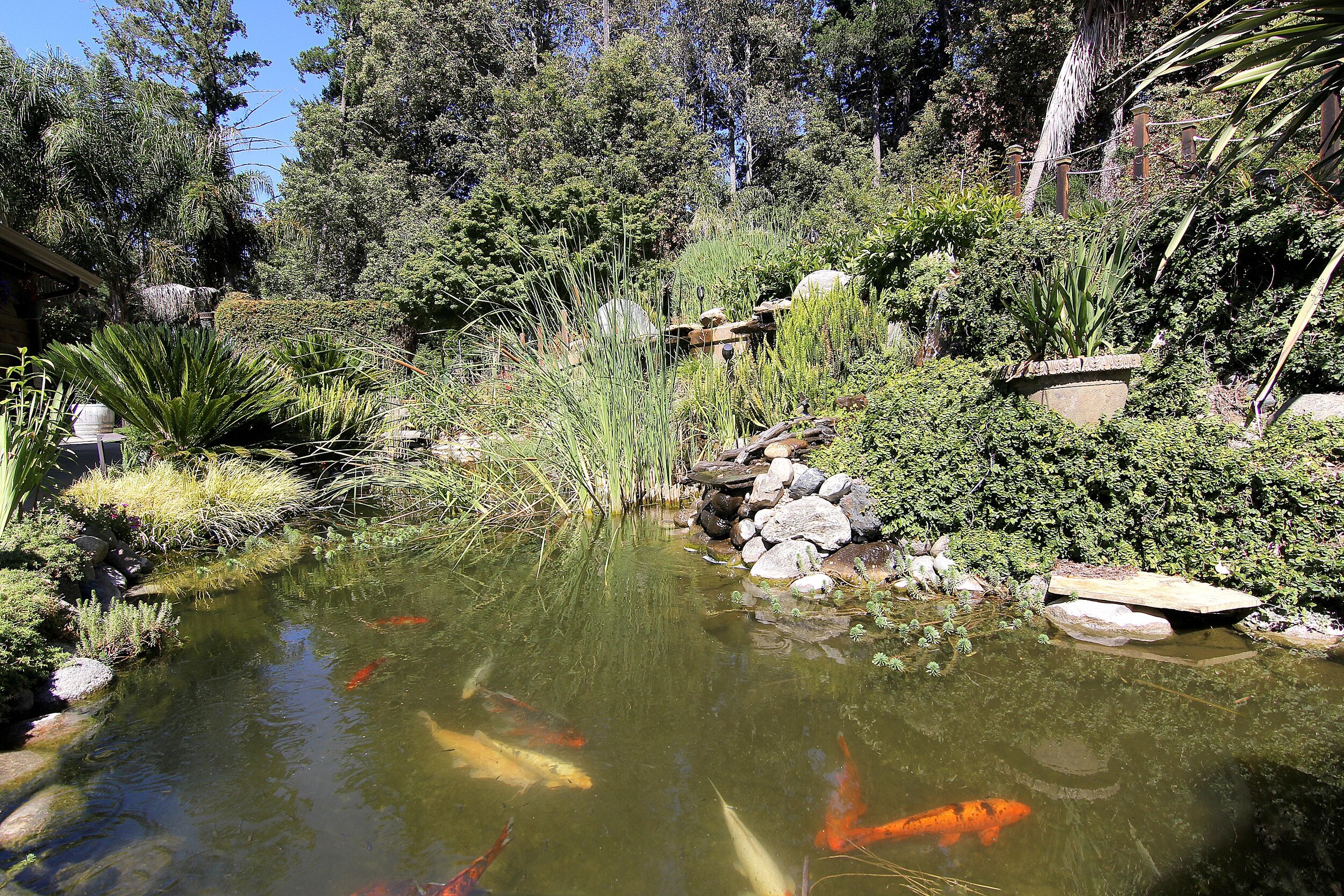 032_Koi Pond.jpg