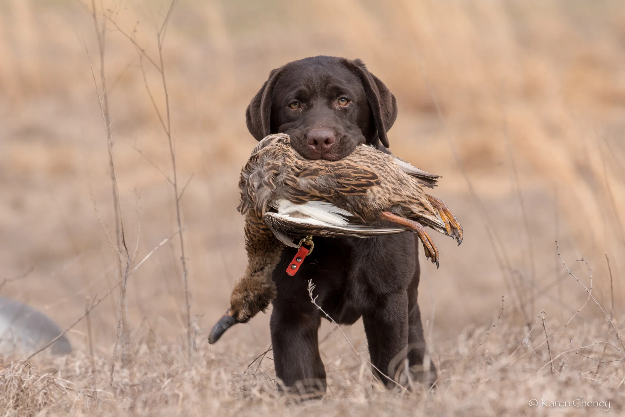 Beginning Retriever Class - Saturday